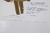 狹葉貫眾蕨藏品圖，第2張