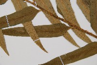 狹葉貫眾蕨藏品圖，第4張