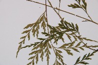 威氏鐵角蕨藏品圖，第2張