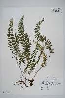 複齒鐵角蕨藏品圖，第1張