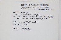 複齒鐵角蕨藏品圖，第2張