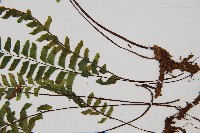 複齒鐵角蕨藏品圖，第3張