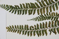 複齒鐵角蕨藏品圖，第4張