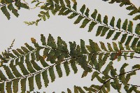 複齒鐵角蕨藏品圖，第5張