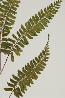 複齒鐵角蕨藏品圖，第3張