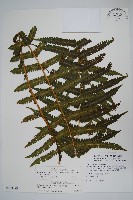 截葉金星蕨藏品圖，第1張