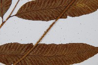 細柄雙蓋蕨藏品圖，第3張