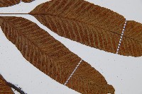 細柄雙蓋蕨藏品圖，第4張