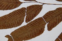 細柄雙蓋蕨藏品圖，第5張