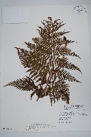 粗毛金星蕨藏品圖，第1張