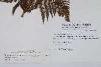 粗毛金星蕨藏品圖，第2張