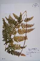 熱帶鱗蓋蕨藏品圖，第1張