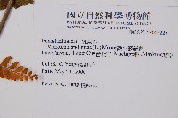 熱帶鱗蓋蕨藏品圖，第2張
