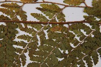 熱帶鱗蓋蕨藏品圖，第4張