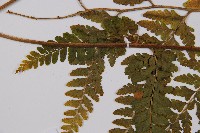 熱帶鱗蓋蕨藏品圖，第5張