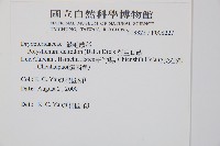 對生耳蕨藏品圖，第2張