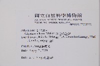 紅苞蹄蓋蕨藏品圖，第2張