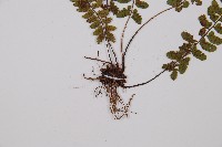 紅苞蹄蓋蕨藏品圖，第3張