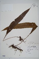 扇蕨藏品圖，第1張