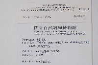 車前蕨藏品圖，第2張