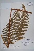 溪鳳尾蕨藏品圖，第1張