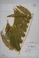 傅氏鳳尾蕨藏品圖，第1張