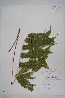 有刺鳳尾蕨藏品圖，第1張