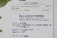 有刺鳳尾蕨藏品圖，第2張