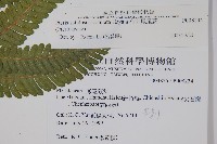 有刺鳳尾蕨藏品圖，第2張