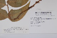 細齒貫眾蕨藏品圖，第2張