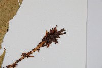 細齒貫眾蕨藏品圖，第3張