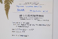 馬祖耳蕨藏品圖，第2張