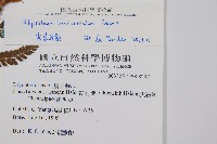 尖葉耳蕨藏品圖，第2張