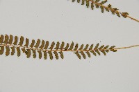 鋸齒葉耳蕨藏品圖，第3張