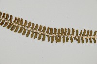 鋸齒葉耳蕨藏品圖，第4張