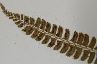 鋸齒葉耳蕨藏品圖，第5張