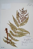 二型鱗毛蕨藏品圖，第1張