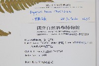 二型鱗毛蕨藏品圖，第2張