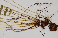 對生耳蕨藏品圖，第3張