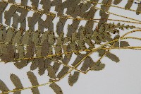 對生耳蕨藏品圖，第4張