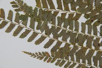 對生耳蕨藏品圖，第5張