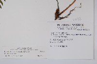 臺東耳蕨藏品圖，第2張