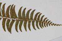 臺東耳蕨藏品圖，第3張