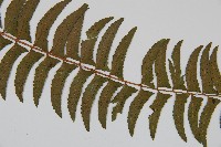 臺東耳蕨藏品圖，第4張