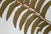 臺東耳蕨藏品圖，第5張