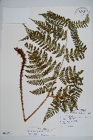 阿里山肉刺蕨藏品圖，第1張