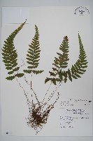 尾葉茯蕨藏品圖，第1張