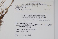 尾葉茯蕨藏品圖，第2張