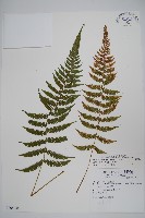 光葉凸軸蕨藏品圖，第1張