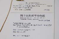 光葉凸軸蕨藏品圖，第2張